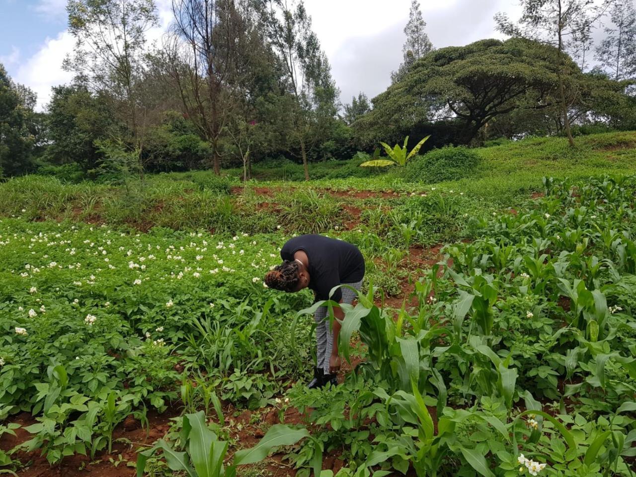 Karen Little Paradise Nairobi Zewnętrze zdjęcie